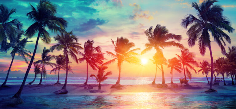 Palm Trees Silhouettes On Guadalupe Beach At Sunset